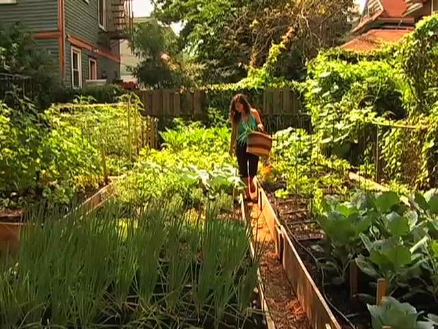 Urban vegetable garden