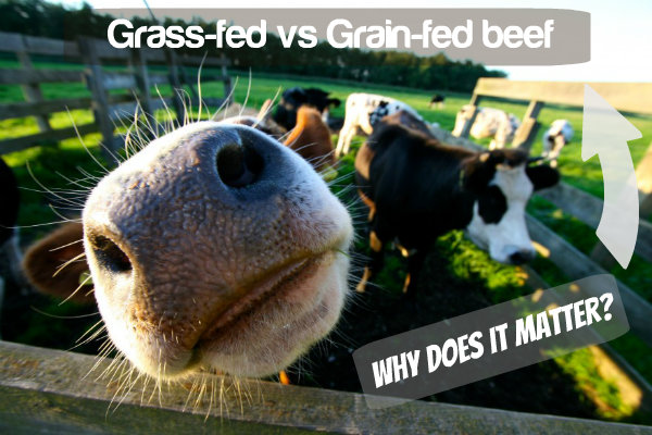 Grass fed vs Grain fed beef and Why does it matter? - The Urban Ecolife