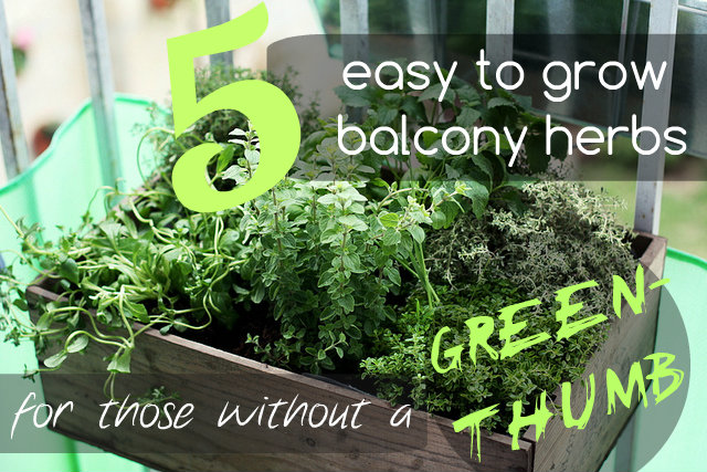 5 Easy to Grow Herbs for those without a green-thumb - The Urban Ecolife