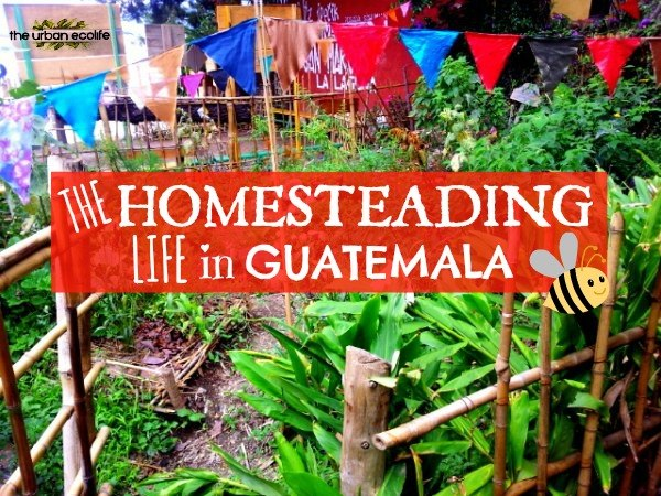 The Homesteading Life in Guatemala - The Urban Ecolife