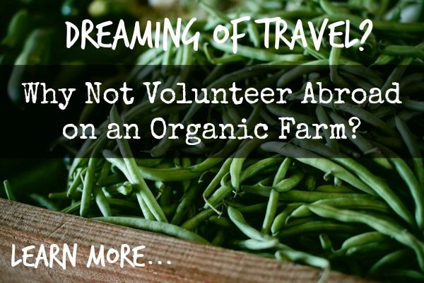 Volunteer abroad on an Organic Farm