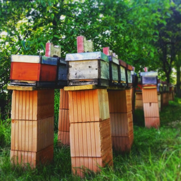 Beekeeping in Romania and The Unromantic Side of 'Romantic' Dreams